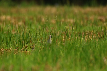green grass in the grass