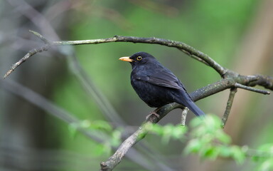 Eurasian blackbird aka the common blackbird or turdus merula perched on the tree branch. Common bird in Czech republic.