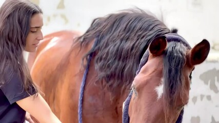 Veterinarian taking care of horse in stable