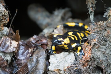 Salamandra salamandra aka fire salamander in his habitat in springtime. Nature of Czech republic.
