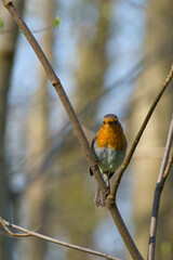 robin perching on a twig close-up	