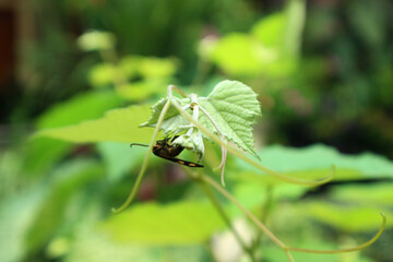 Close up photo of a small beetle perched on a young grape leaf.