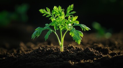 Carrot plant with green leaves sprouting from soil, ready to be harvested in garden
