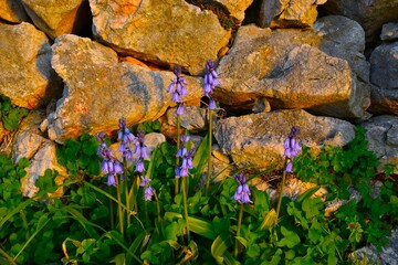 Purple flowers of spanish bluebell (Hyacinthoides hispanica)