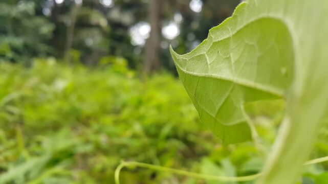 View of Phintella bifurcilinea (Jumping Spider) resting on a leaf then hiding behind it. 4k footage focused on the foreground. Perfect for a documentary about the beauty of tropical rainforests.