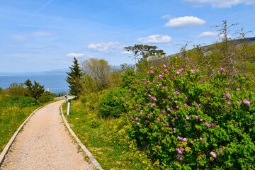 Naklejka premium Trail in Nehaj park at Senj, Croatia with the view of the Adriatic sea and pink flowers of common lilac (Syringa vulgaris) shrub in spring