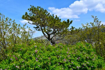 Pine tree and flowering common lilac (Syringa vulgaris) shrub at Nehaj park in spring