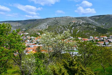 White flowering blackthorn (Prunus spinosa) bush with the town of Senj in Croatia behind and Mala...
