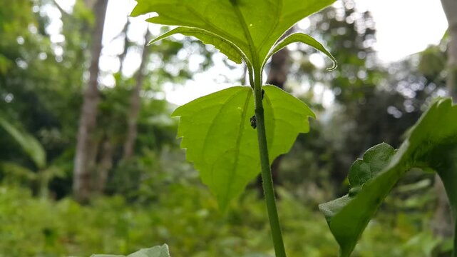 Aesthetic footage of Black Locust Treehopper (Vanduzea arquata) on a plant. Perfect for mountain documentaries and World Wildlife Conservation Day on December 4th.