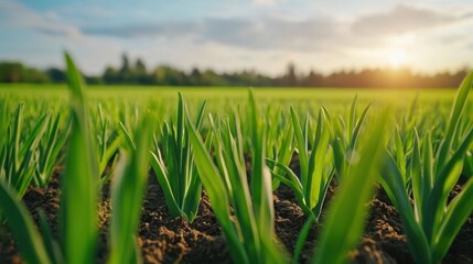 Obraz premium Close-up of healthy onions sprouting in neat rows in a lush green agricultural field