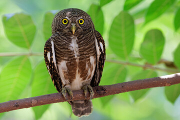 Asian Barred Owlet standing on a tree branch