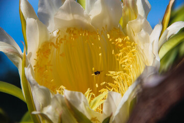 Closeup of a beautiful white flower with a bright yellow center