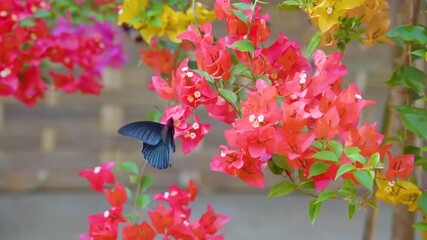 Striking Blue Butterfly Amidst Pink Bougainvillea Flowers. Close-Up of Vibrant Butterfly and Tropical Blooms. Lush Garden Scene with Colorful Flowers and Leaves. - Powered by Adobe