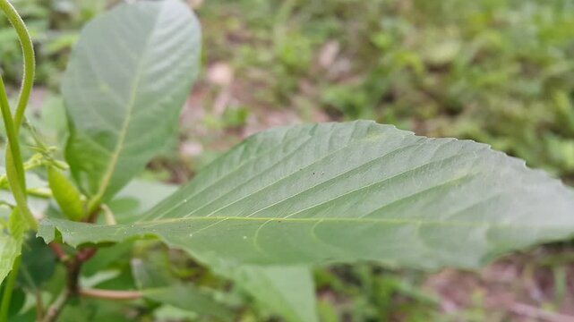 Aesthetic 4k footage, Phintella bifurcilinea resting on a leaf then running to hide behind the leaf. Perfect for documentaries in the forest and World Nature Conservation Day on July 28th.