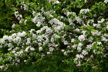 Obstbaumblüte