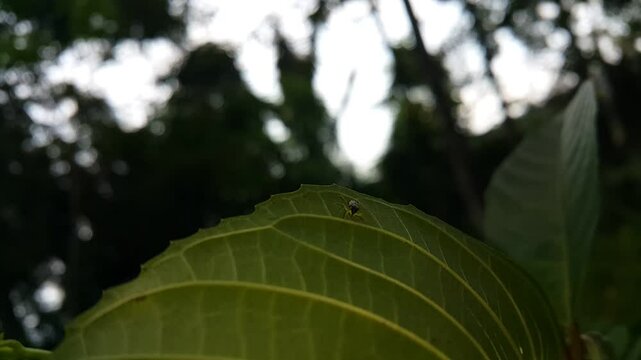 View, Phintella bifurcilinea (Jumping Spider) resting on a leaf with a dark background that looks like night. Perfect for a documentary in a tropical rainforest and World Environment Day on June 5th.