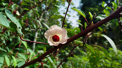Blooming flower Roselle calyx flower Hibiscus sabdariffa