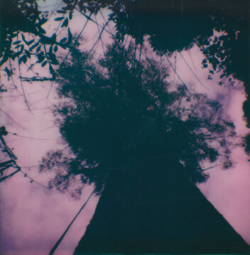 grunge background with tree and clouds