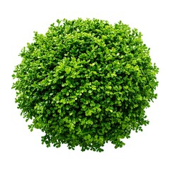Obraz premium Topiary plant with small green leaves in round shape isolated on white background