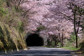 秋葉トンネル　桜の花びら散る　（高知県　仁淀川町）