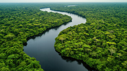A panoramic aerial view of an untouched forest with vibrant green trees and a flowing river