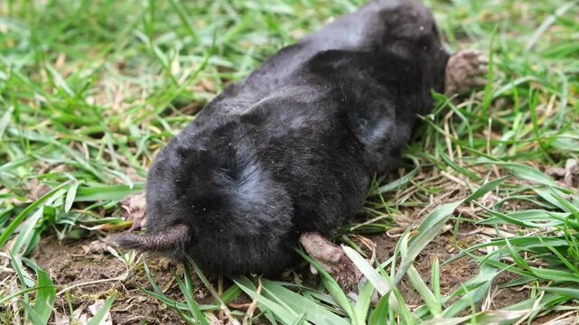 A mole is on the surface among green grass in the garden. Talpa europaea side view close-up. Animal with black fur. Garden pest concept. Lawn saving problems. High quality 4k footage.
