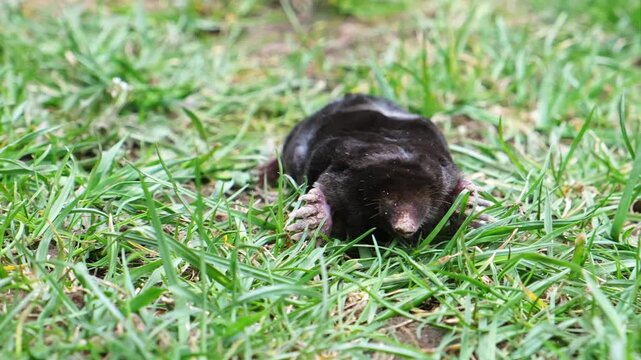 A mole is on the surface among green grass in the garden. Talpa europaea side view close-up. Animal with black fur. Garden pest concept. Lawn saving problems. High quality 4k footage.