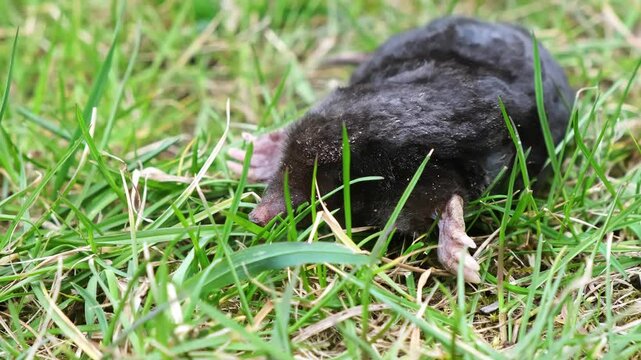 A mole is on the surface among green grass in the garden. Killed talpa europaea side view close-up. Animal with black fur. Garden pest concept. Lawn saving problems. High quality 4k footage.