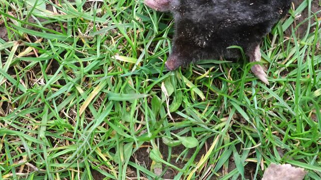 A mole is on the surface among green grass in the garden. Talpa europaea top view close-up. Animal with black fur. Garden pest concept. Lawn saving problems. High quality 4k footage.