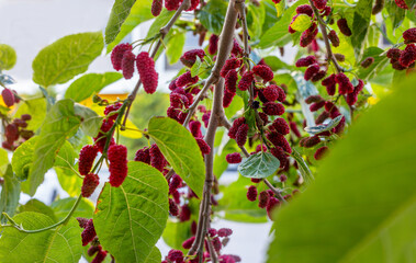 Black mulberry or scientific name Morus nigra