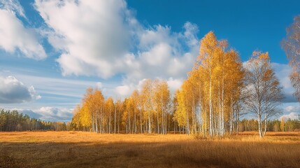 Fototapeta premium Autumn Birch Forest. A serene landscape with golden birch trees under a blue sky. Suitable for nature posters, meditation apps, or seasonal campaigns. 