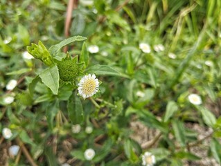False daisy flowers (Eclipta alba) in outdoor garden 