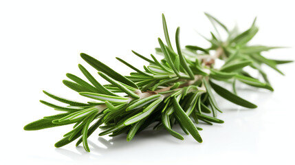 Fototapeta premium This vibrant rosemary sprig showcases lush green leaves, perfect for enhancing flavor in cooking and adding a touch of elegance to your culinary creations.