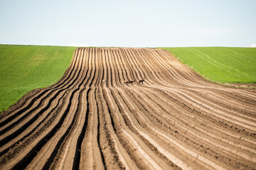 Fototapeta premium colorful countryside farmland in springtime