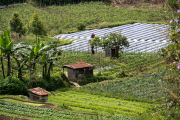 Small wooden hut surrounded by lush green farmland and vegetable plantations in Agam, West Sumatra,...
