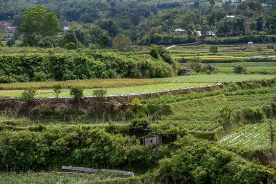 Small wooden hut surrounded by lush green farmland and vegetable plantations in Agam, West Sumatra, Indonesia. Agricultural landscape. Nature background 