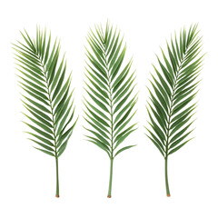 Tropical Green Palm Leaves On White For Summer Marketing