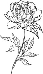 Outline vector pion. Botanical illustration isolted.