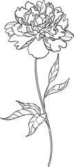 Outline flower. Vector elegance pion isolated.