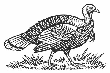 40 Black and white illustration, detailed turkey drawing, woodcut style, engraving technique, intricate feather texture, side profile, fanned tail feathers, vintage wildlife art, high contrast, fine l