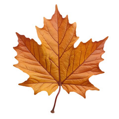Obraz premium Autumn Maple Leaf Isolated On White, Thanksgiving Marketing