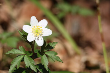 The wood anemone (Aanemone nemorosa)