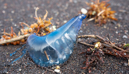 Azoren, Portugal: Eine portugiesische Galeere (Physalia physalis) liegt am Strand. Diese...