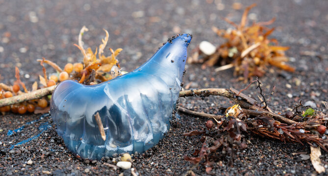 Azoren, Portugal: Eine portugiesische Galeere (Physalia physalis) liegt am Strand. Diese gef&auml;hrliche Staatsqualle ist lebensgef&auml;hrlich und beeindruckt durch ihre leuchtenden Farben.