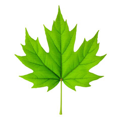 Bright Green Maple Leaf Isolated On White Background