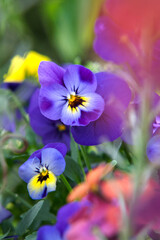 colorful pansies close-up