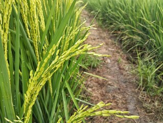 rice field in thailandGreen young paddy in rice fields, Organic farm plant	