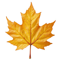 Obraz premium Golden Maple Leaf On White, Autumn Design Element
