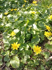 Beautiful yellow marsh flowers. Spring flowers