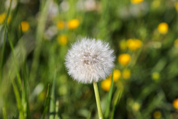 dandelion on green grass